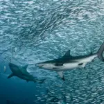 Annonces 44  | Des Requins en Loire Atlantique ?
